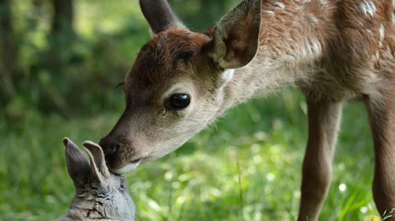 Bambi - Eine Lebensgeschichte aus dem Walde